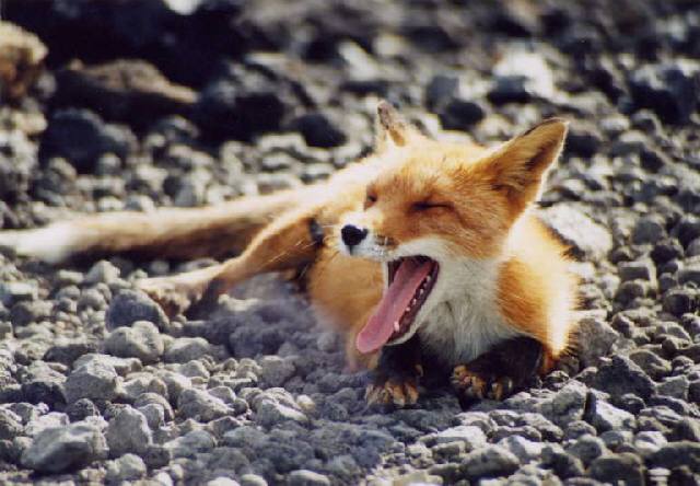 �k�C���\���x�W���ڂő��������L�^�L�c�l by ���₳��2001.8.15