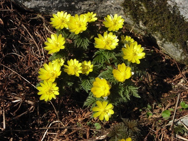 �N���b�N����Ək�����܂�