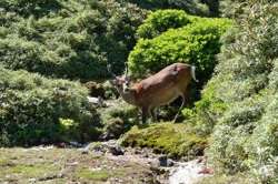 �o�R���߂��̉��v��