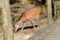 �V���ˏ����ɂ�����